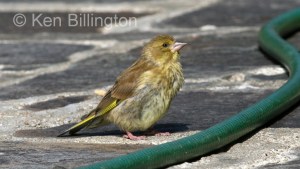 Greenfinch (Carduelis chloris) 