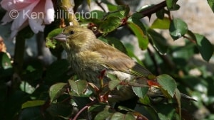 Greenfinch (Carduelis chloris) 