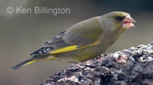 Greenfinch (Carduelis chloris) 