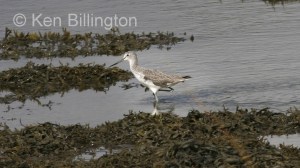 Greenshank (Tringa nebularia) 
