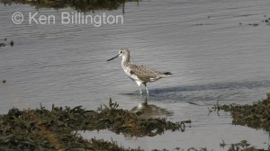 Greenshank (Tringa nebularia) 