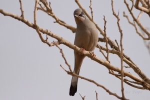 Grey Hypocolius (Hypocolius ampelinus)