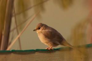 Grey Hypocolius (Hypocolius ampelinus)