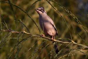 Grey Hypocolius (Hypocolius ampelinus)