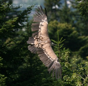 Griffon Vulture (Gyps fulvus) 