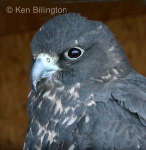 Gyrfalcon (Falco rusticolus) (03)
