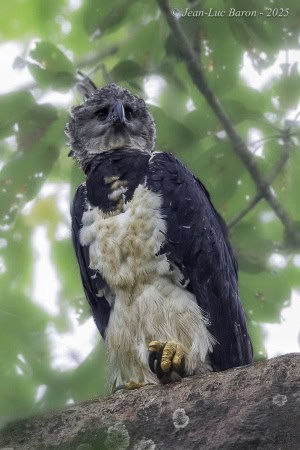 Harpy Eagle (Harpia Harpyja)