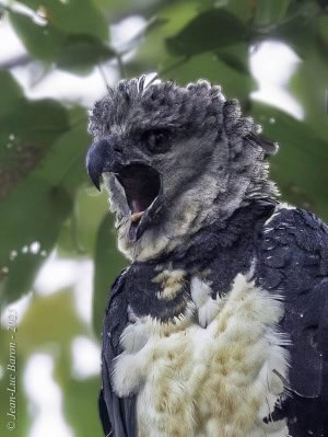 Harpy Eagle (Harpia Harpyja)
