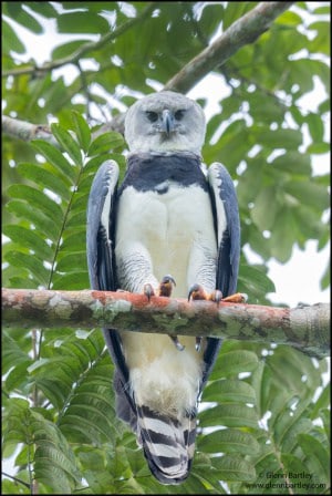 Harpy Eagle (Harpia Harpyja)