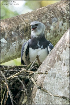 Harpy Eagle (Harpia Harpyja)