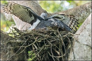 Harpy Eagle (Harpia Harpyja)