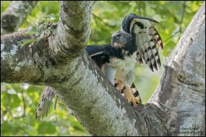 Harpy Eagle (Harpia Harpyja)