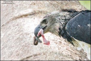 Harpy Eagle (Harpia Harpyja)