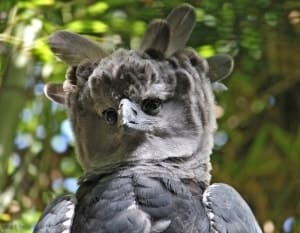 Harpy Eagle