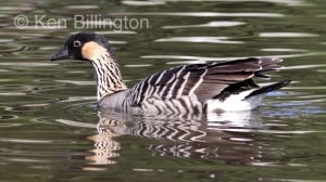 Hawaiian Goose (Branta sandvicensis) 