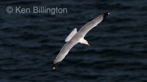 Herring Gull (Larus argentatus) (01)