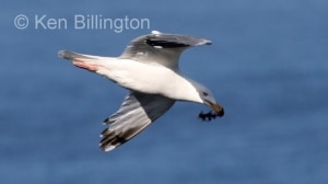 Herring Gull (Larus argentatus) (05)