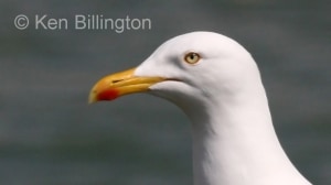 Herring Gull (Larus argentatus) (07)