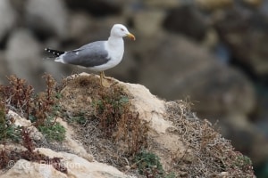 Herring Gull (Larus argentatus) 