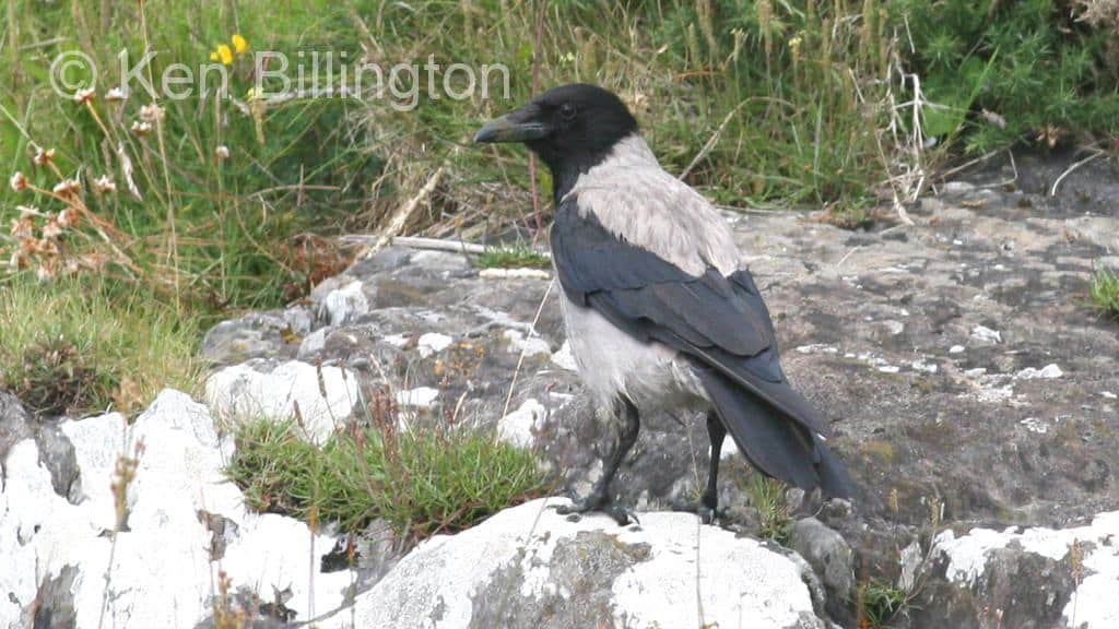 Hooded Crow Corvus cornix (UR)