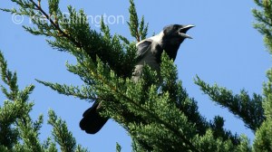 Hooded Crow (Corvus cornix) 