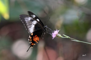 Common Mormon (Papilio Polytes Romulus) Fem.