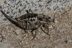 Grasshopper Deracantha Onos Female