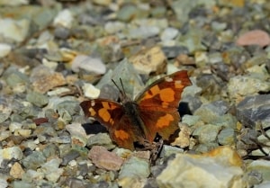 Nettle-tree Butterfly - L.celtis