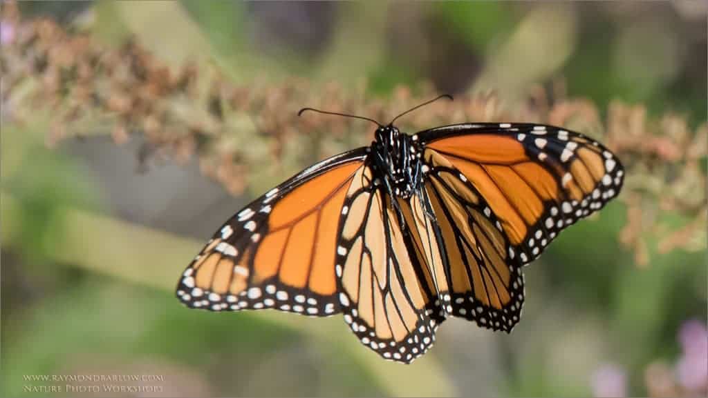 Monarch Butterfly In Flight Focusing On Wildlife