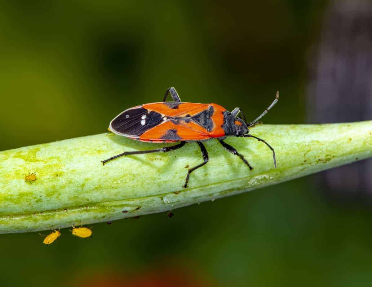 Small Milkweed Bug | Focusing on Wildlife