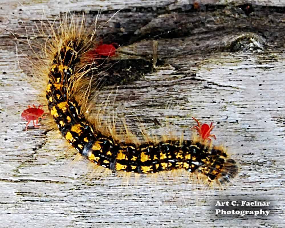 Red Ticks and Caterpillar