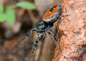 Apache Jumping Spider