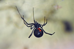 Black Widow -  Latrodectus Hesperus