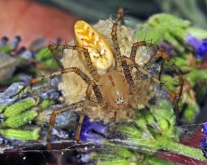 Green Lynx Spider with Egg Sac