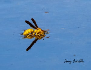 Paper Wasp - Polistes Fuscatus - Drinking 