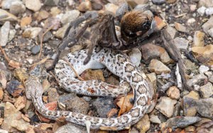Tarantula Feeds Opn Rattlesnake