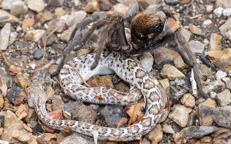 Tarantula Feeds On Rattlesnake