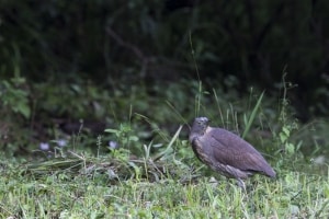 Japanese Night Heron (Gorsachius goisagi)