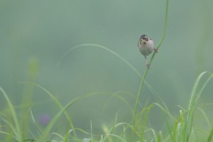Japanese Reed Bunting (female) with Grub