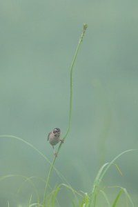 Japanese Reed Bunting (female) with Grub