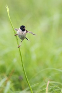 Japanese Reed Bunting (male) Calling with Wingflap