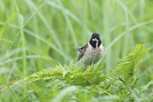 Japanese Reed Bunting (male) with Caterpillar