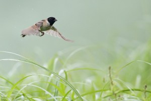 Japanese Reed Bunting (male) in Flight