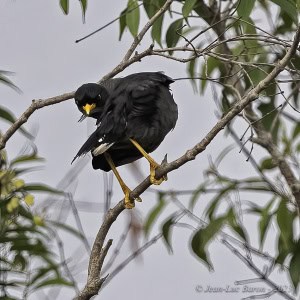 Javan Myna - Acridotheres Javanicus