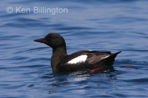 Black Guillemot