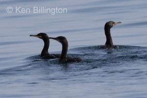 Three Little Shags