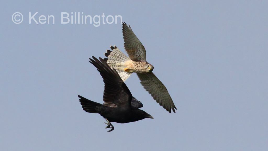 Kestrel (Falco tinnunculus) & Carrion Crow