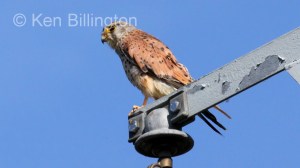 Kestrel (Falco tinnunculus) 