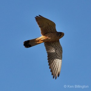 Kestrel (Falco tinnunculus) 
