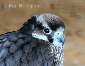 Lanner Falcon (Falco biarmicus)